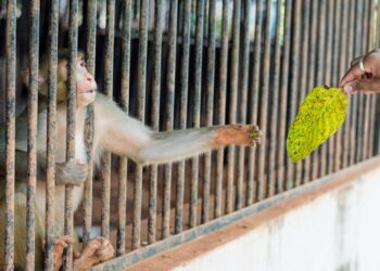 Excerpt from Into the Maw: Encounters at the Edge of the Cage, by Camden Rusk