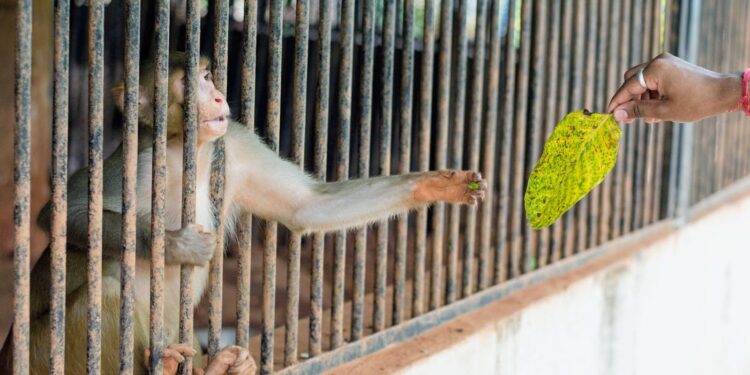 Excerpt from Into the Maw: Encounters at the Edge of the Cage, by Camden Rusk