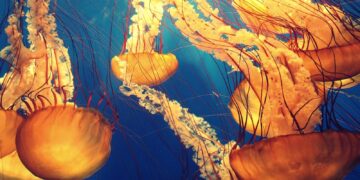 Sea Jelly