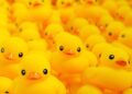 Behind the Beak: How Rubber Ducks Are Made (and What Makes a Quality One)
