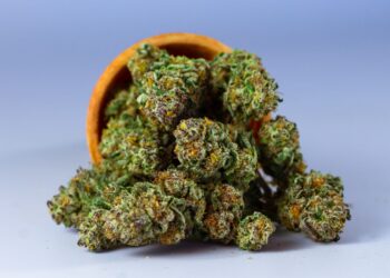 Cannabis and Health: What Today’s Research Really Shows