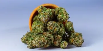 Cannabis and Health: What Today’s Research Really Shows